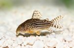 Corydoras Sterbai