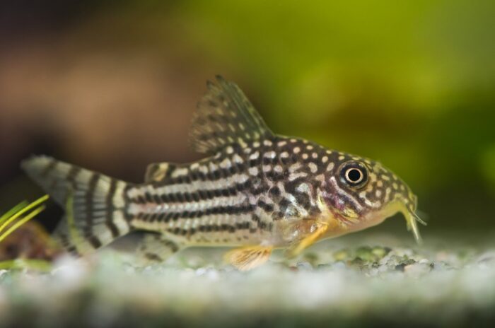Corydoras Sterbai - Image 2
