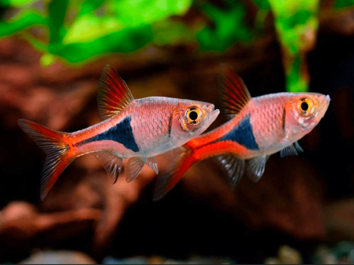 Rasbora heteromorpha "Rasbora Harlequin" - Image 3