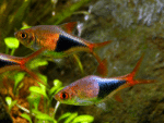 Rasbora heteromorpha "Rasbora Harlequin" - Image 2