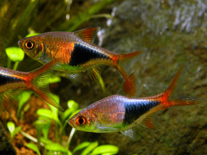 Rasbora heteromorpha "Rasbora Harlequin" - Image 2