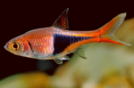 Rasbora heteromorpha "Rasbora Harlequin"