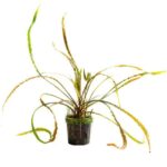 Cryptocoryne Retrospiralis