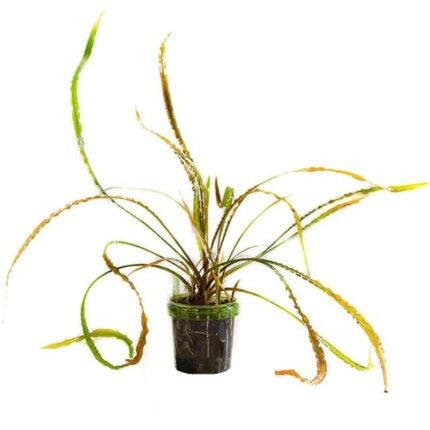 Cryptocoryne Retrospiralis