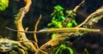 Doryichthys martensii "Pipefish Freshwater (Gere-Gere/ Tangkur Buaya)" - Image 2