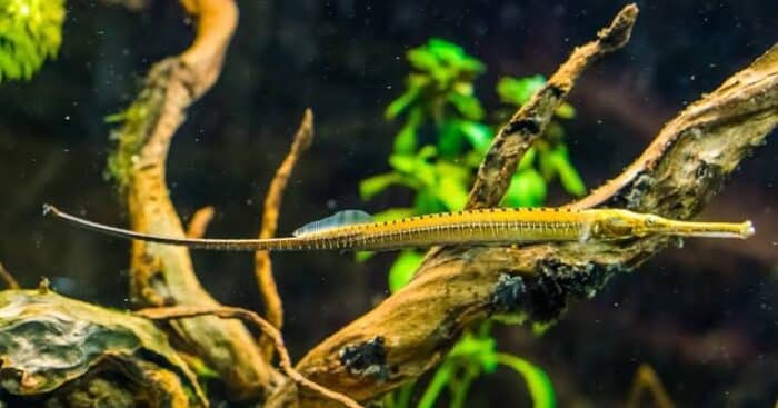 Doryichthys martensii "Pipefish Freshwater (Gere-Gere/ Tangkur Buaya)" - Image 2