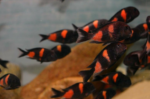 Tropheus moorii bulu point "Cherry-Spot" - Image 2