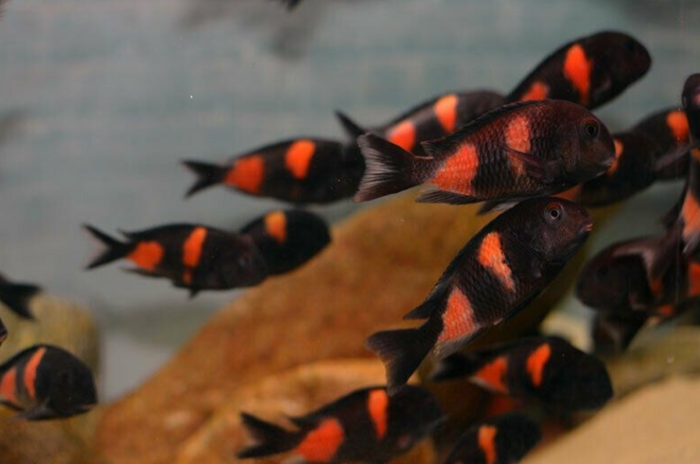 Tropheus moorii bulu point "Cherry-Spot" - Image 2