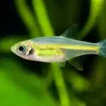 Rasbora Kubotai