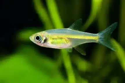 Rasbora Kubotai