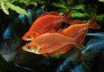 Glossolepis incisus " Salmon Red Rainbow" (Радужница красная) - Image 2