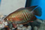 Colisa Labiosa "Sunset Thick Lipped Gourami" - Image 2