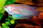 Colisa Labiosa "Sunset Thick Lipped Gourami"