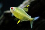 Hyphessobrycon amandae "Lemon Tetra"