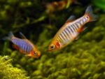 Microrasbora Erythromicron "Emerald Dwarf Rasbora" - Image 2