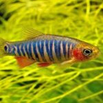 Microrasbora Erythromicron "Emerald Dwarf Rasbora"