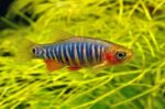 Microrasbora Erythromicron "Emerald Dwarf Rasbora"