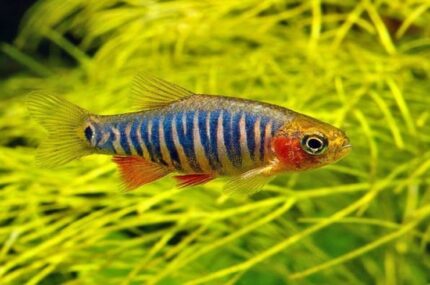 Microrasbora Erythromicron "Emerald Dwarf Rasbora"