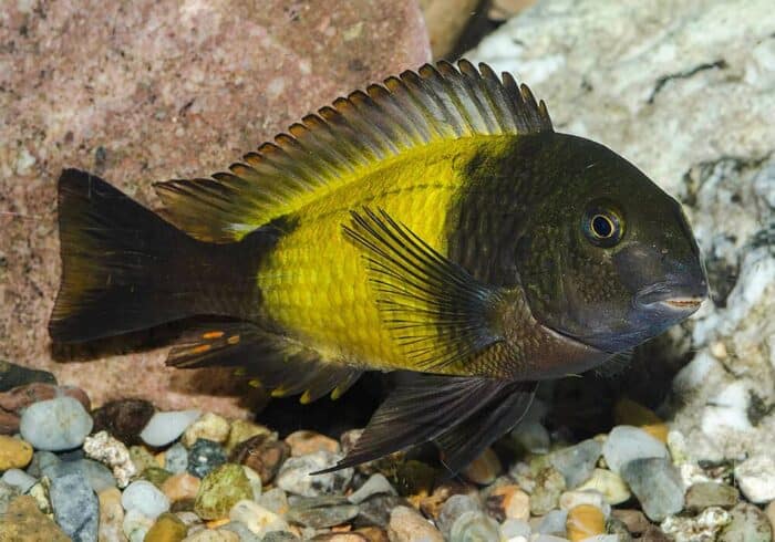 Tropheus sp Ikola Yellow Caiser "Black Yellow Caiser" - Image 2