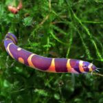 Acanthophthalmus semicinctus, Pangio semicincta  "Pangio Kuhlii Loach" - Image 2