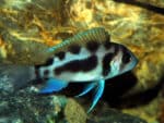 Cyphotilapia Frontosa "Black Widow"