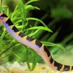 Acanthophthalmus semicinctus, Pangio semicincta "Pangio Kuhlii Loach"