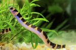 Acanthophthalmus semicinctus, Pangio semicincta "Pangio Kuhlii Loach"