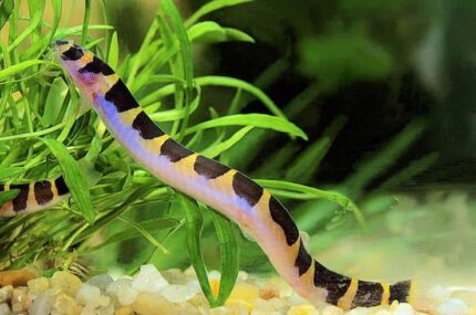 Acanthophthalmus semicinctus, Pangio semicincta "Pangio Kuhlii Loach"