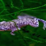 Hymenochirus Boettgeri "African Dwarf Frog"