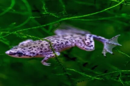 Hymenochirus Boettgeri "African Dwarf Frog"