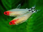 Hemigrammus Rhodostomus sp "Brilliant Head Rummy Nose" - Image 2