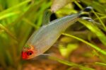Hemigrammus Rhodostomus sp "Brilliant Head Rummy Nose"