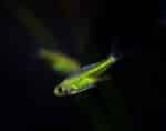 Rasbora Kubotai - Image 2