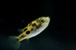Carinotetraodon Travancoricus "Dwarf Puffer Fish" - Image 2