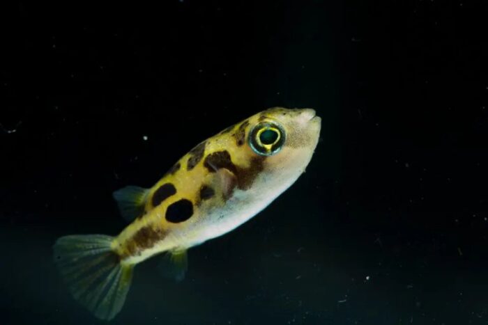Carinotetraodon Travancoricus "Dwarf Puffer Fish" - Image 2