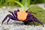 Geosesarma sp "Halloween/Orange Black Crab"
