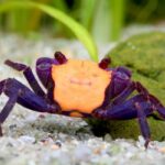 Geosesarma sp "Halloween/Orange Black Crab"