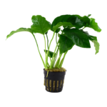 Anubias barteri var barteri L