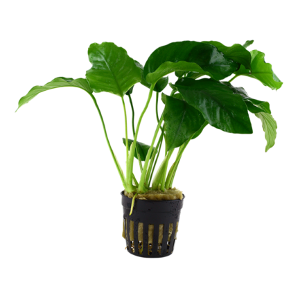 Anubias barteri var barteri L