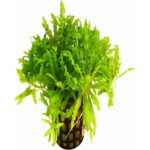 Pogostemon Helferi