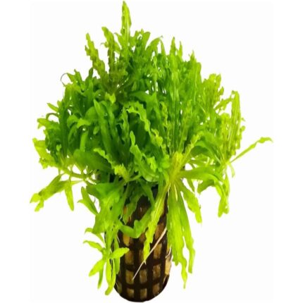 Pogostemon Helferi