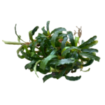 Bucephalandra Biblis