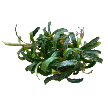 Bucephalandra Biblis