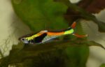 Poecilia wingei "Black Bar Endlers"