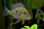 Geophagus Taeniopareius - Image 2