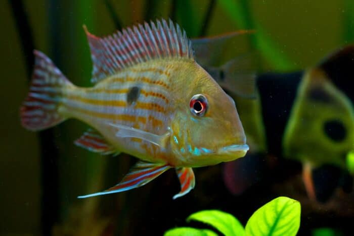 Geophagus Taeniopareius - Image 2