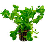 Bacopa Amplexicaulis