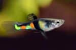 Poecilia wingei "El Tigre Endlers"