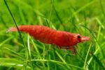 Neocaridina Heteropoda var. "Fire Red Shrimp" - Image 2