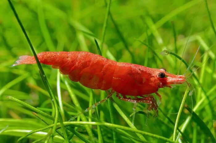 Neocaridina Heteropoda var. "Fire Red Shrimp" - Image 2